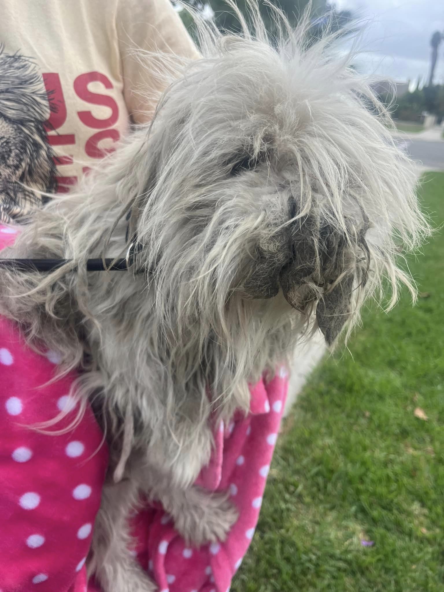 a man holds a shaggy dog ​​in his arms