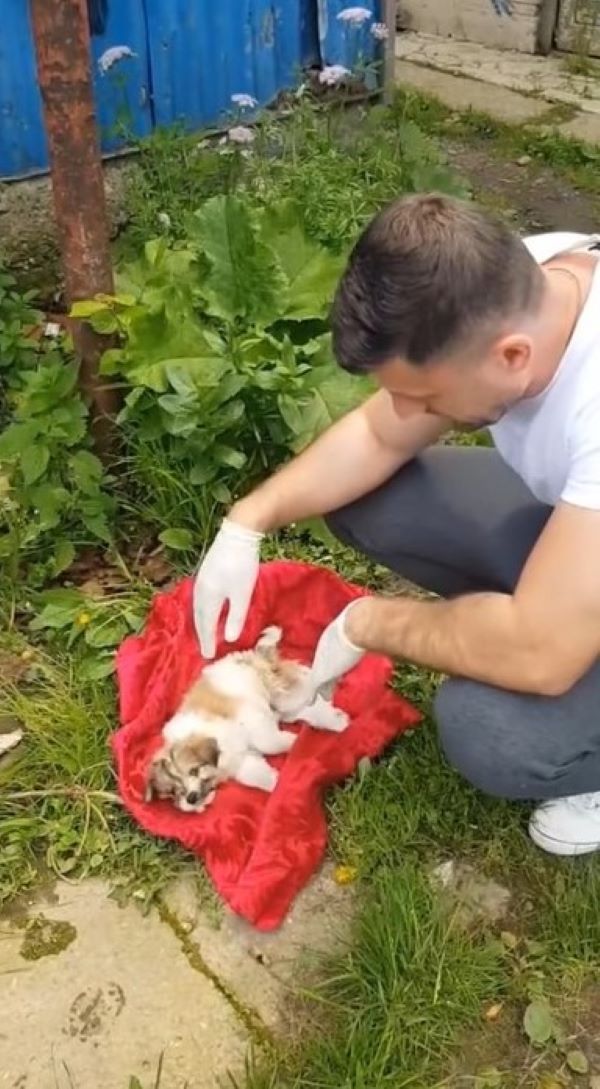 a man is standing next to a dog lying on a blanket