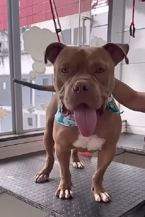 a pitbull standing with tongue out