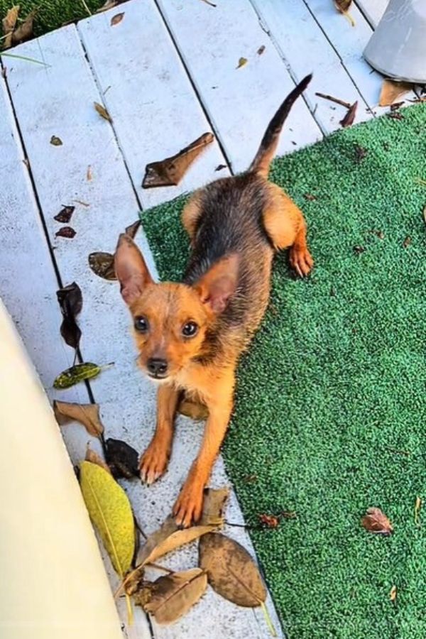 a playful dog in the garden is trying to climb