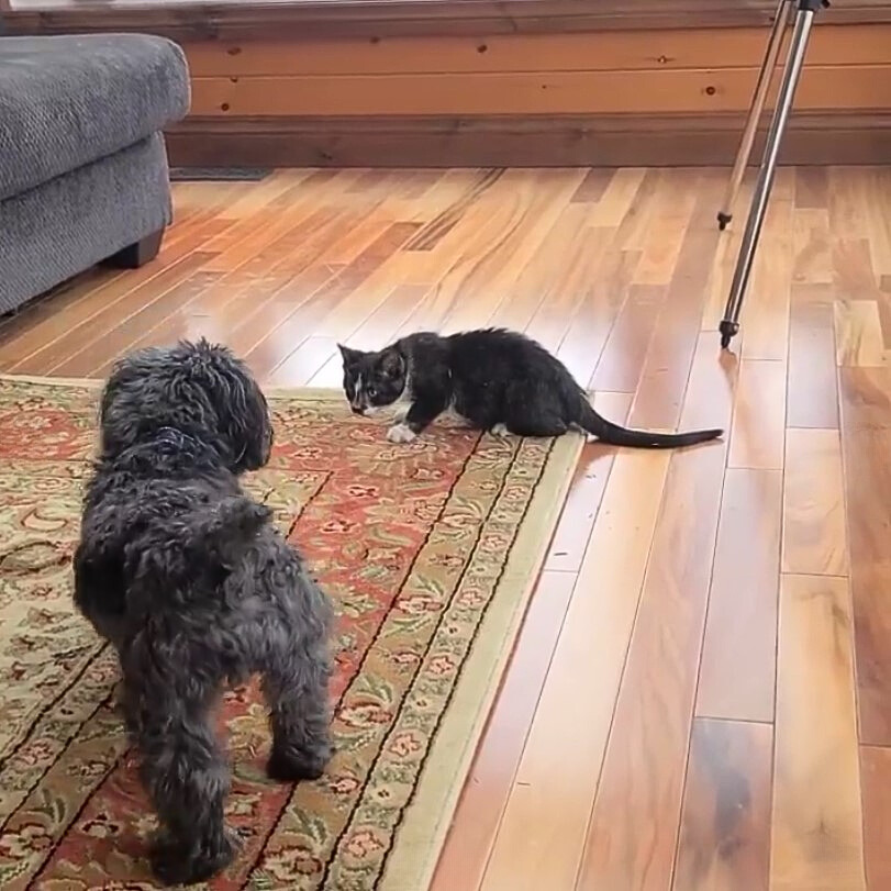 a poodle chews a black cat