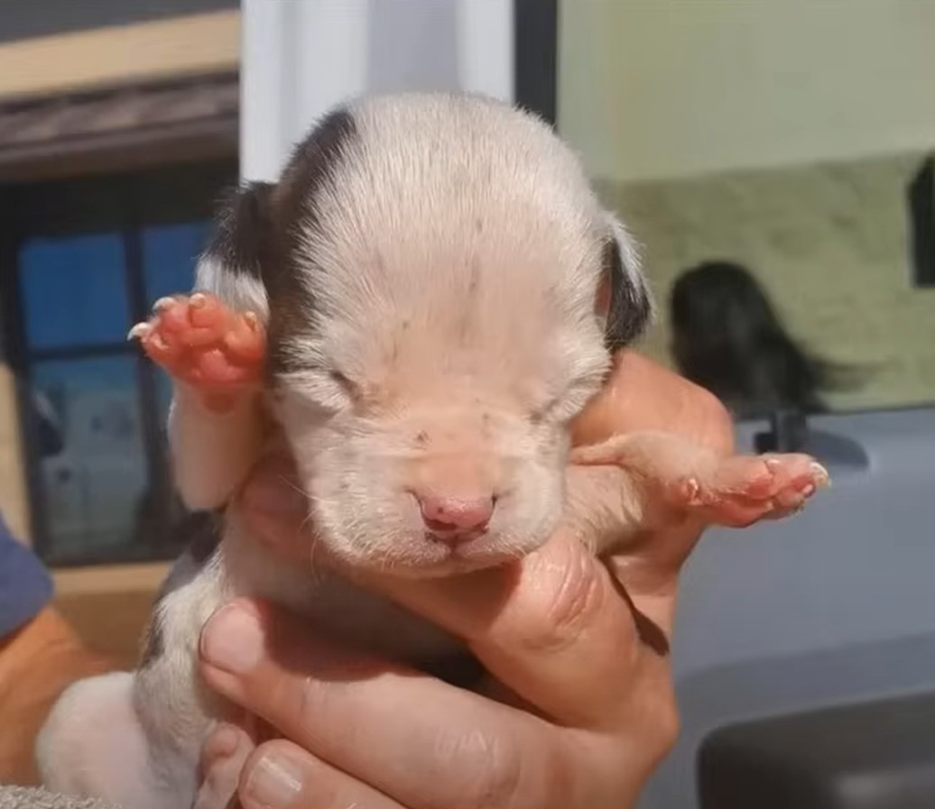 a puppy in a man's hand