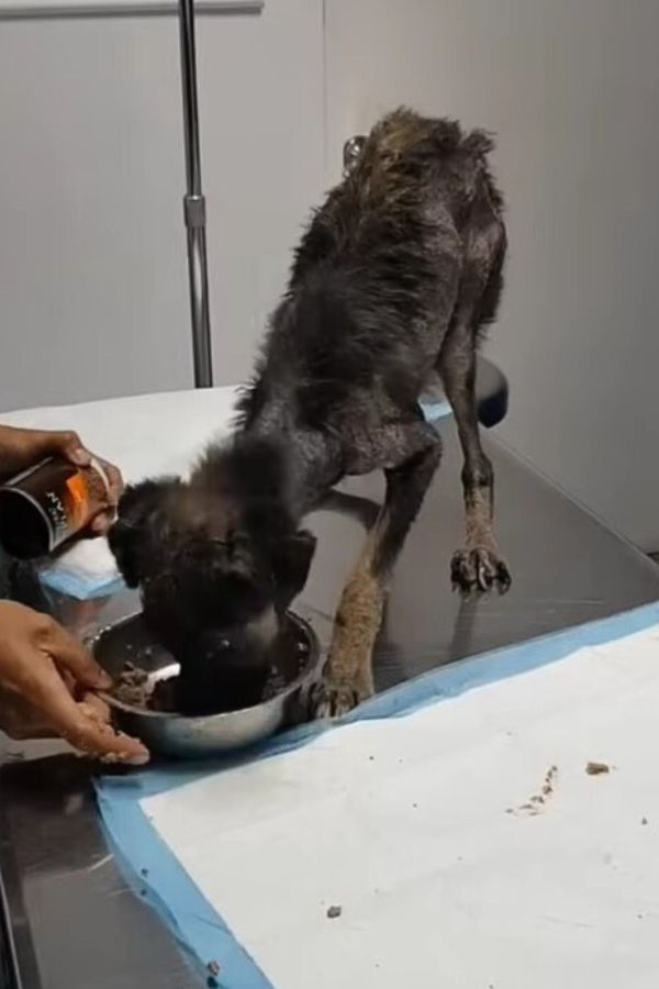 a skinny dog ​​eats from a bowl