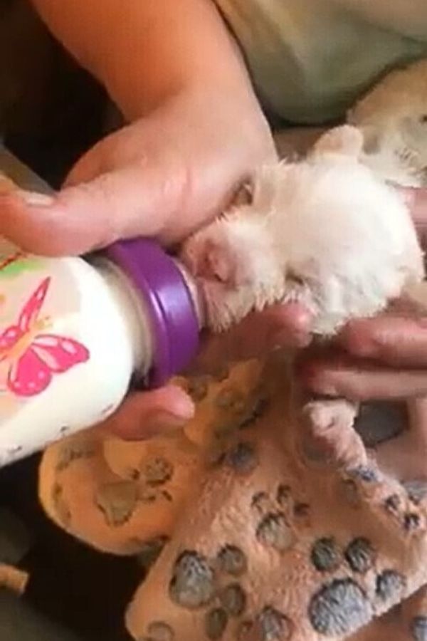 a woman bottle-feeds a puppy