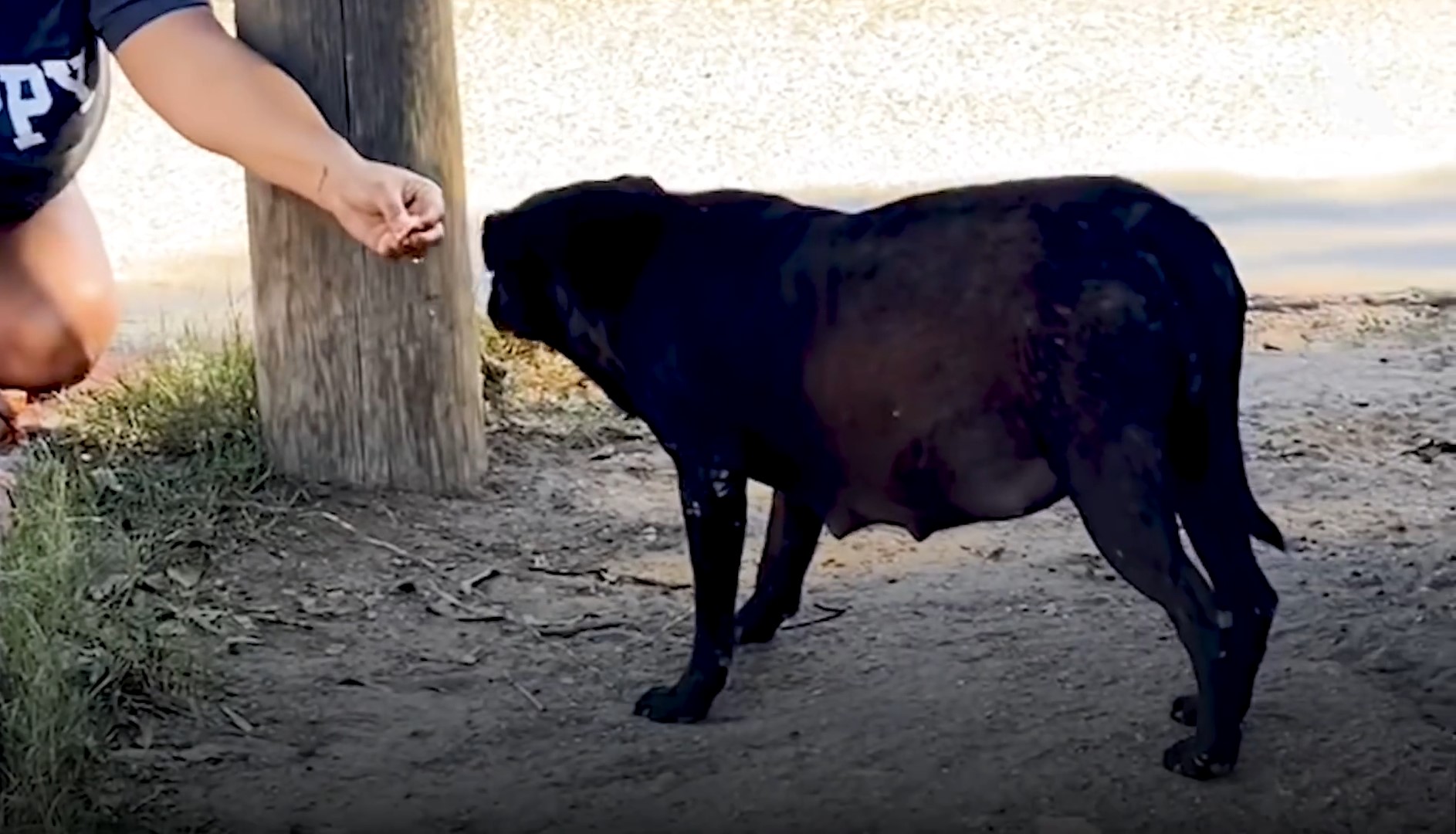 a woman gives a pregnant dog food from her hand