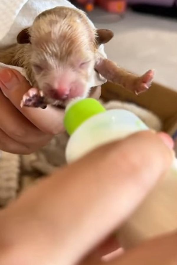 a woman is feeding a puppy with a bottle