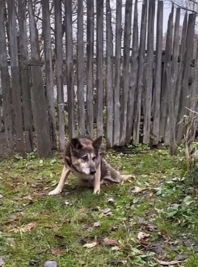 abandoned dog in the woods