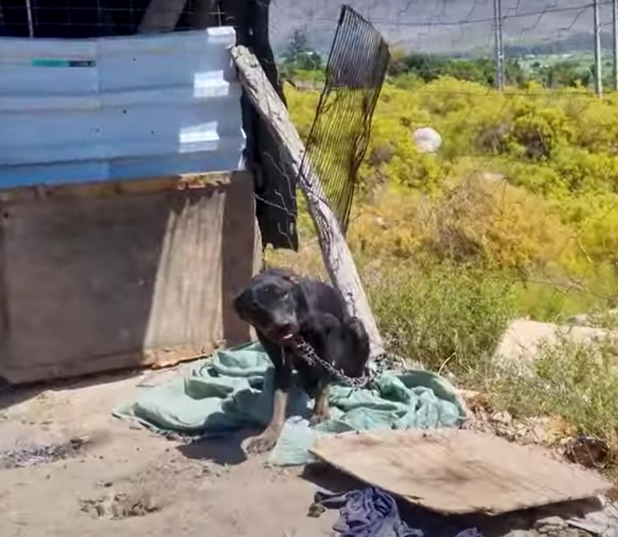 abandoned dog tied to a chain