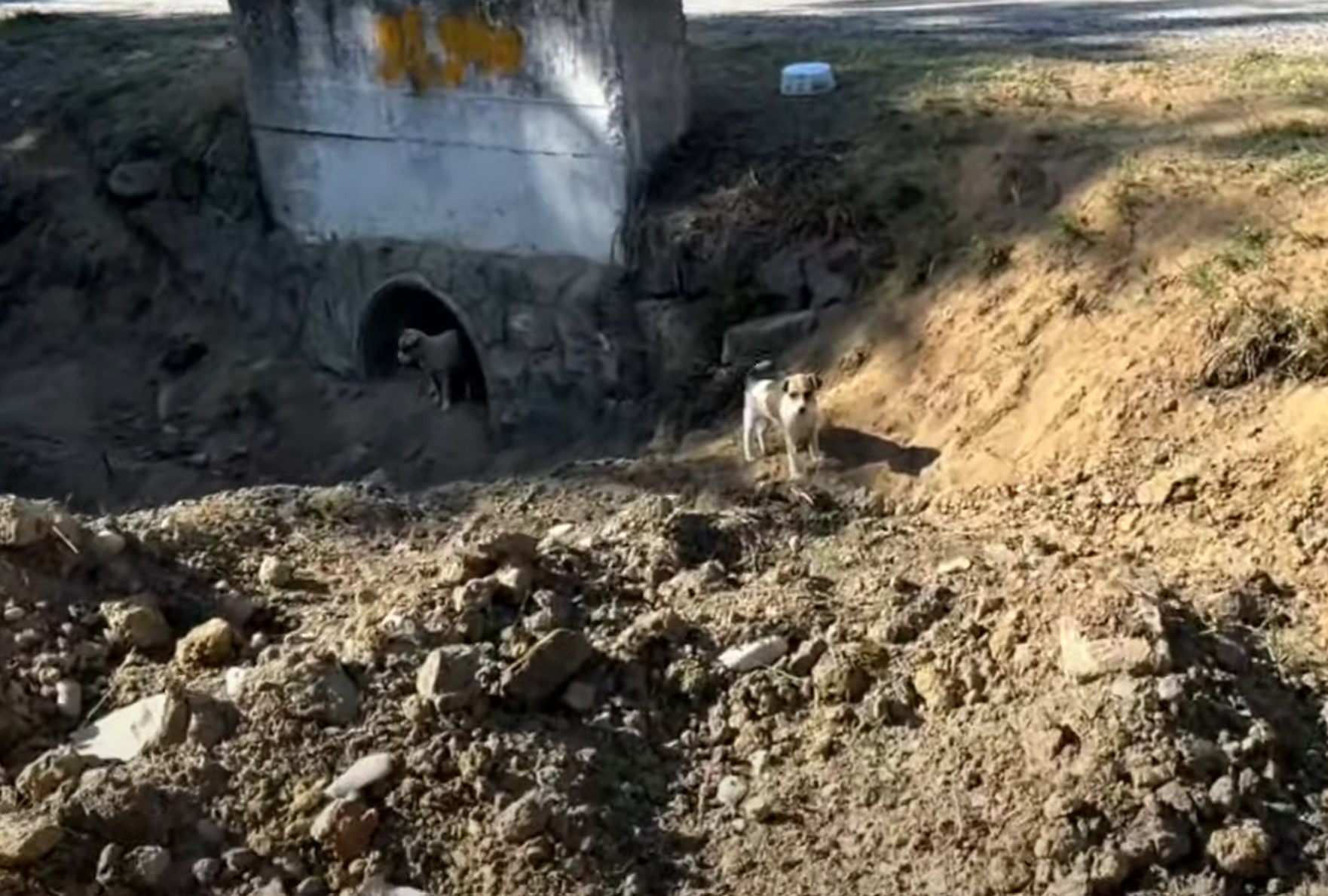 abandoned dogs outdoor