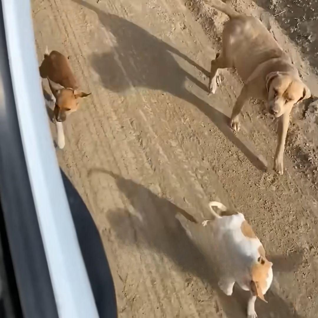 abandoned dogs walking outdoor