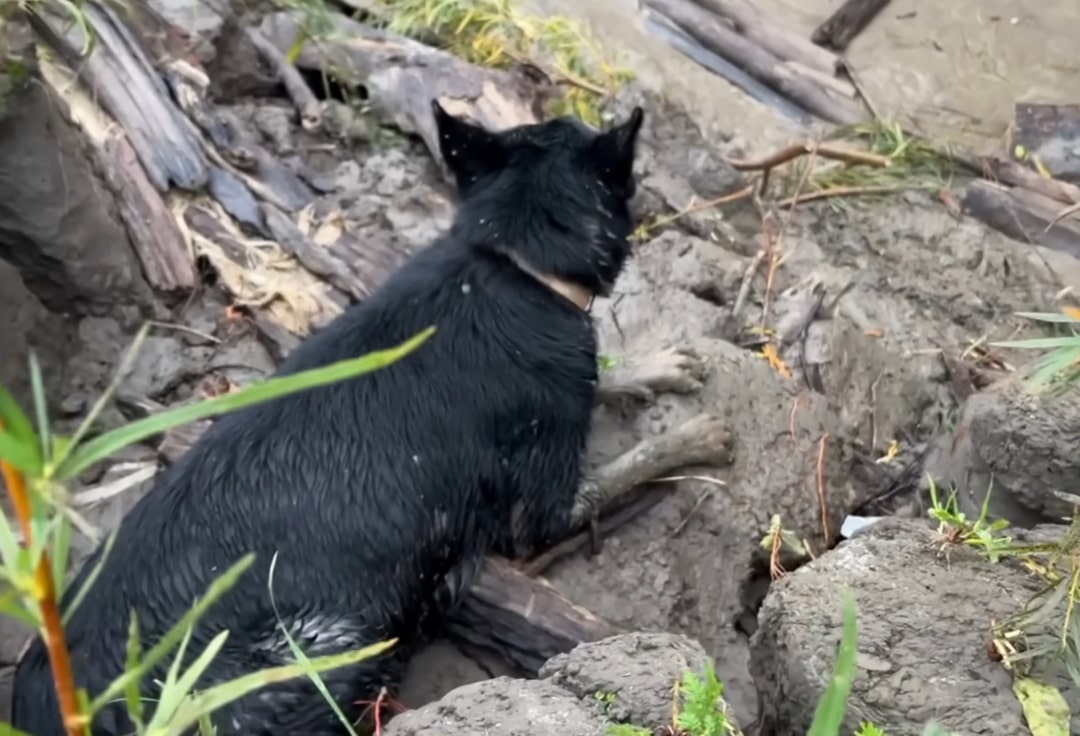 abandoned pregnant dog