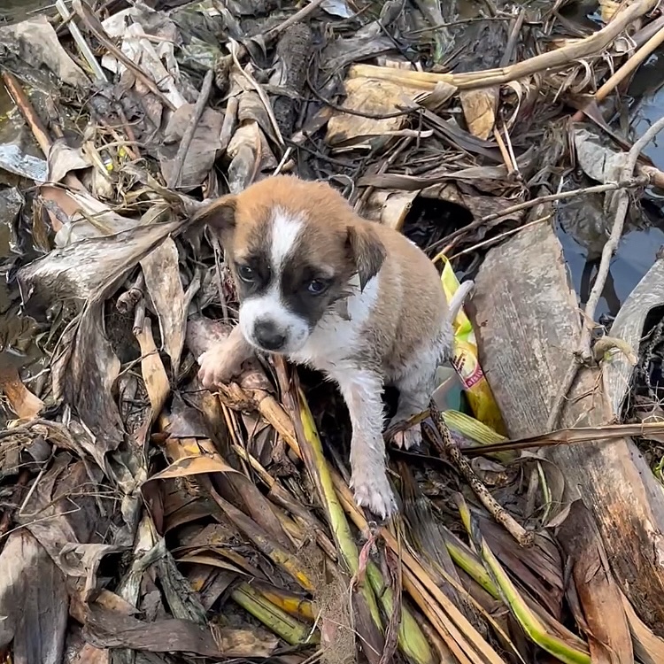 abandoned puppy in woods