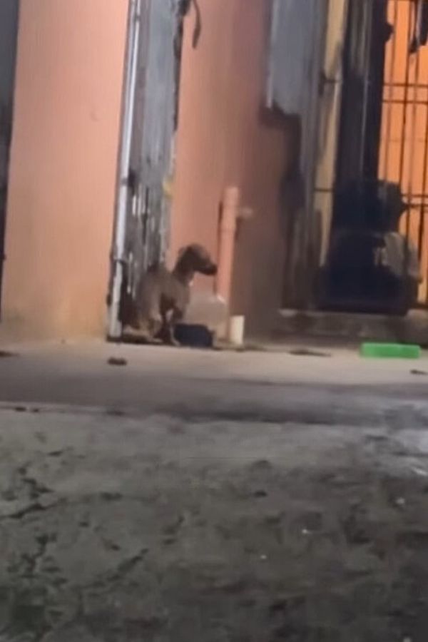 abandoned puppy on the street