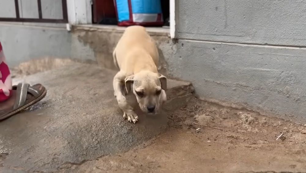 abandoned puppy