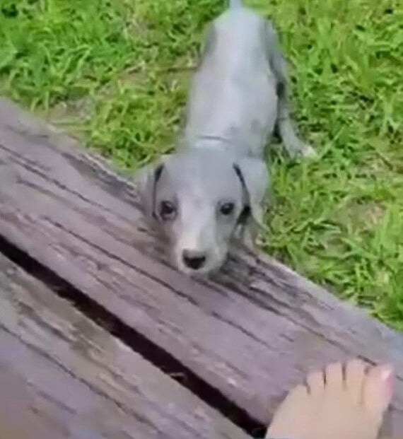 adorable gray puppy