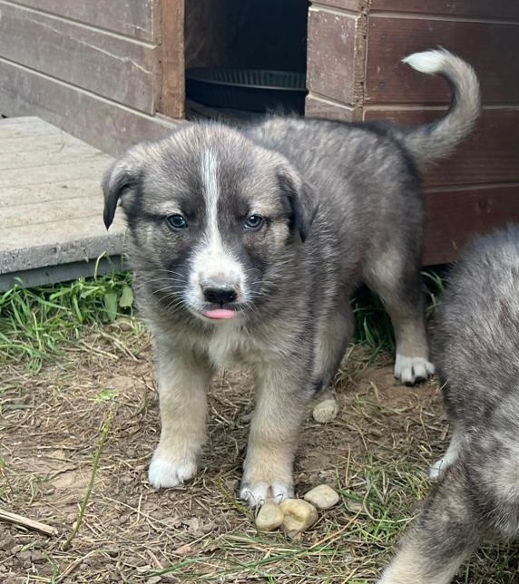 adorable puppy outdoors