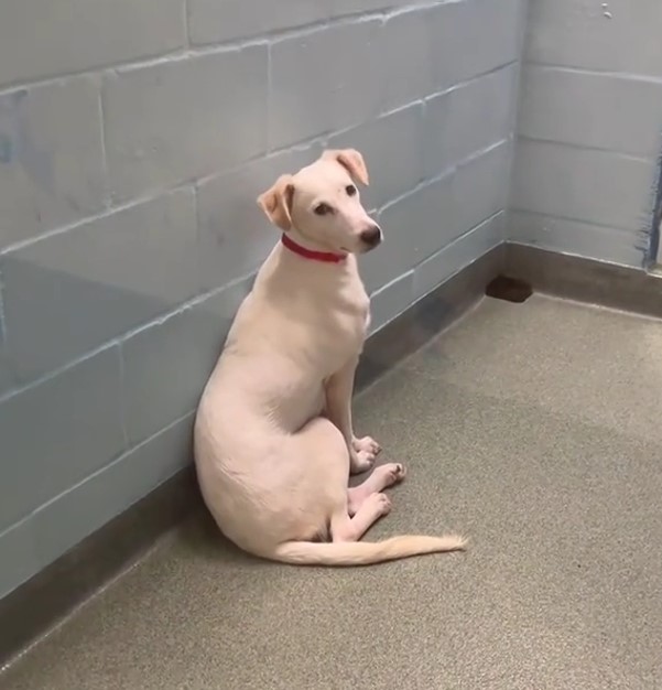 beautiful white dog sitting