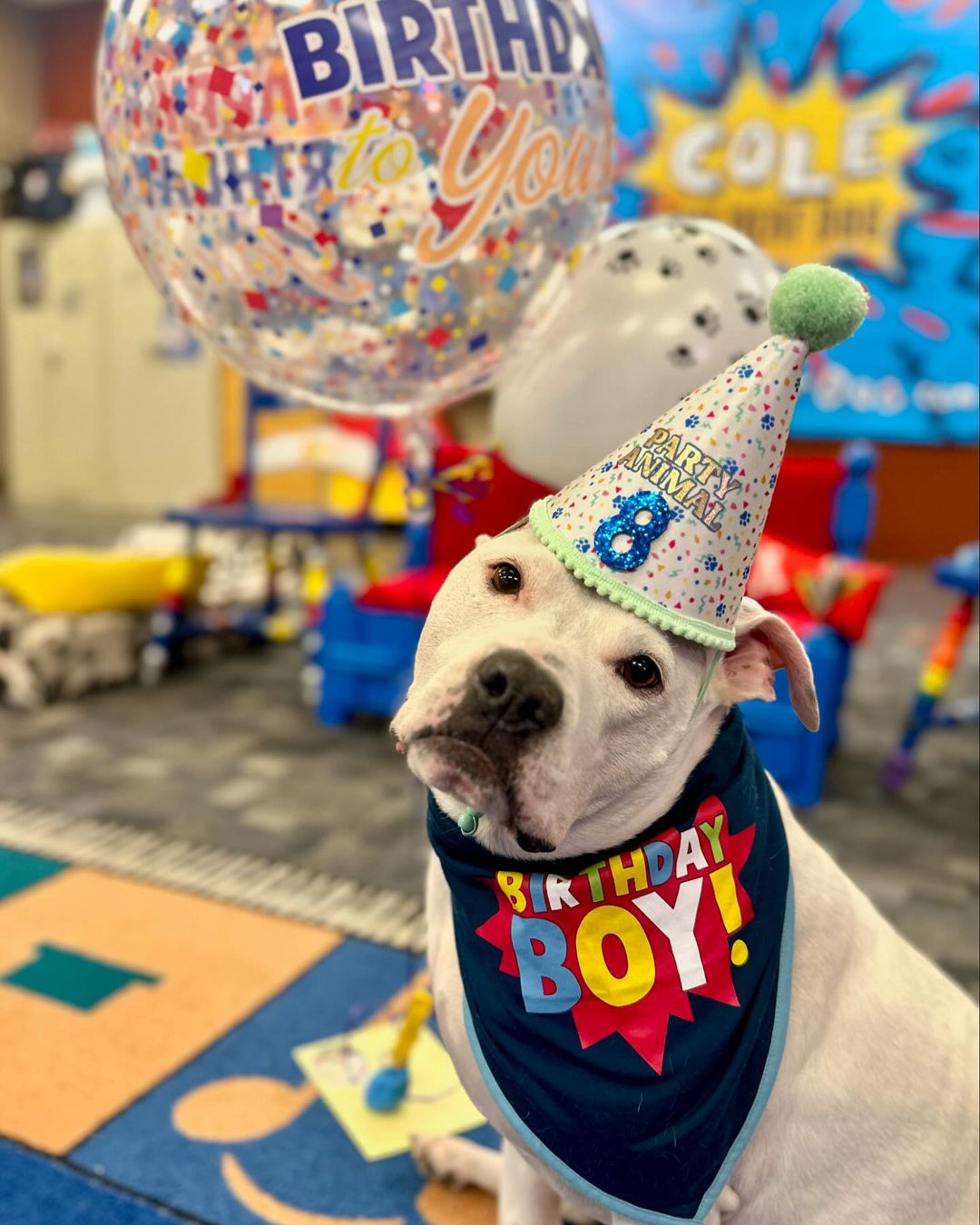 birthday dog with hat and scarf