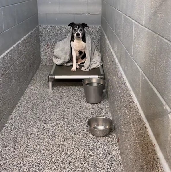 black and white dog in the shelter