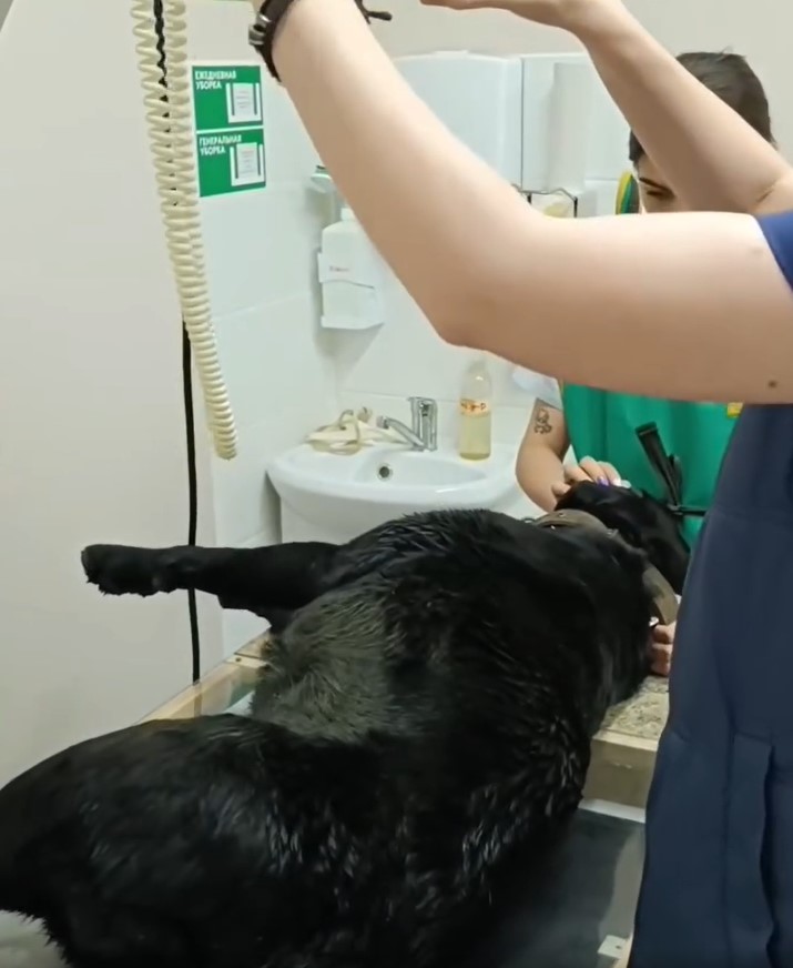 black dog being examined by a veterinarian