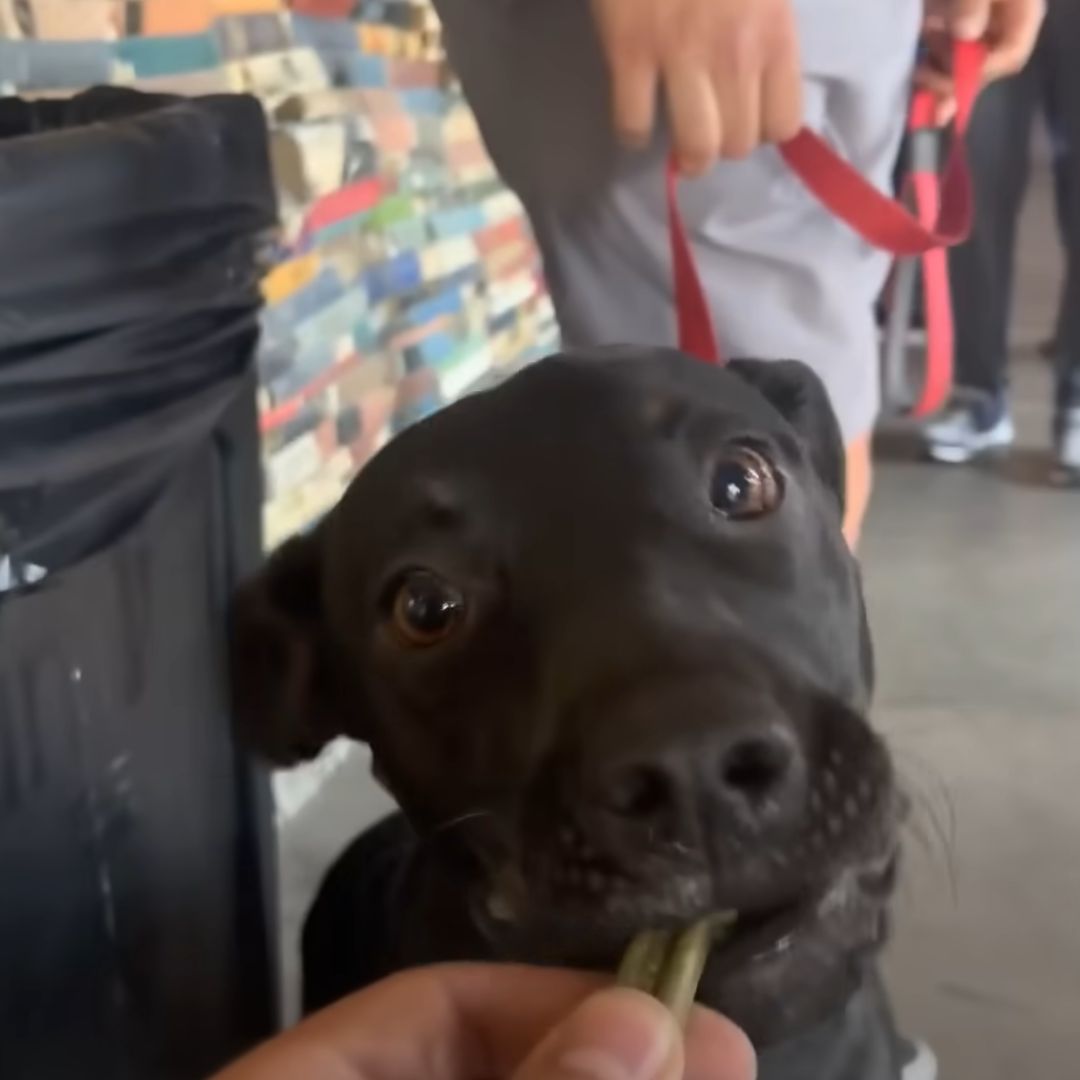 black dog getting treat