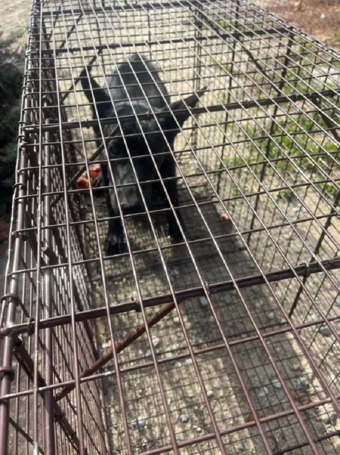 black dog in cage