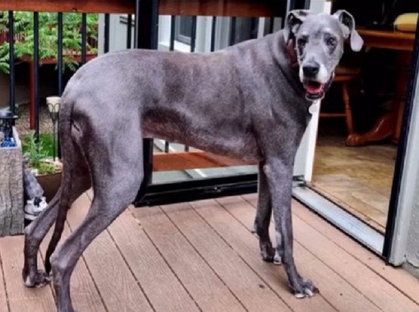 black dog in front of house