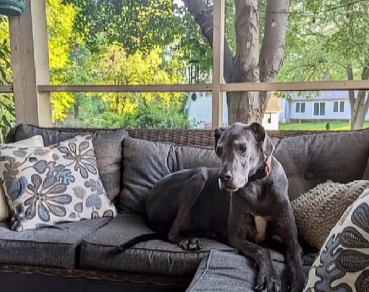 black dog on a couch