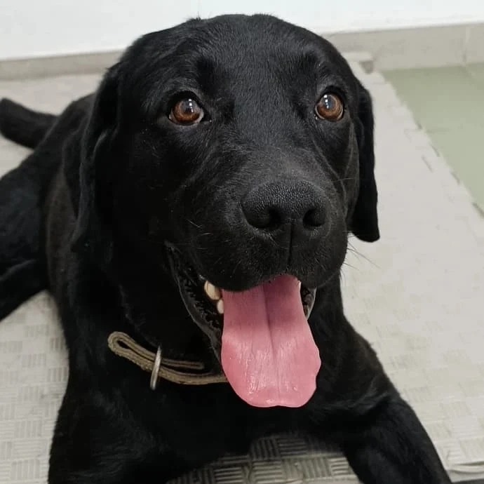 black dog with tongue out