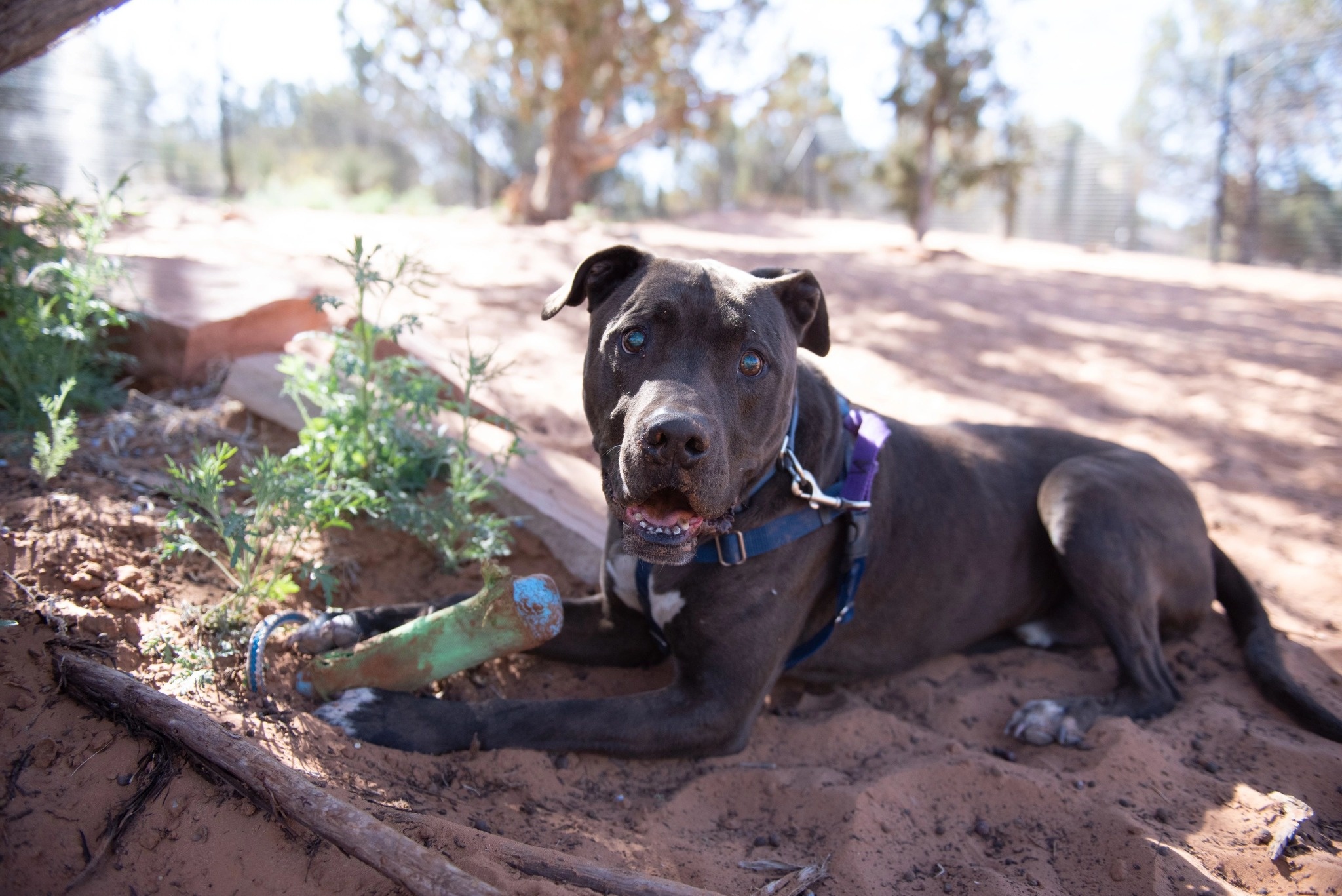 black dog with toy on the sand