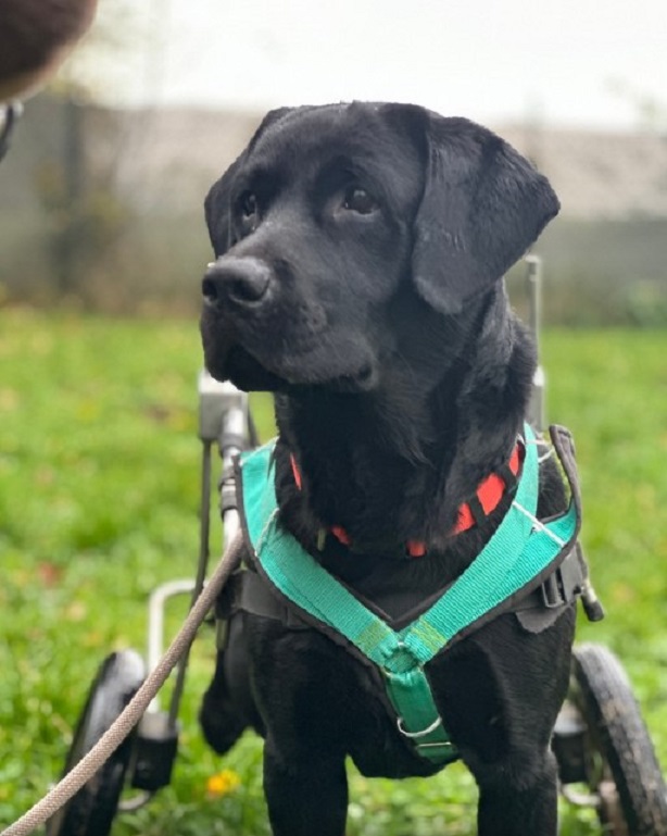 black dog with wheelchair