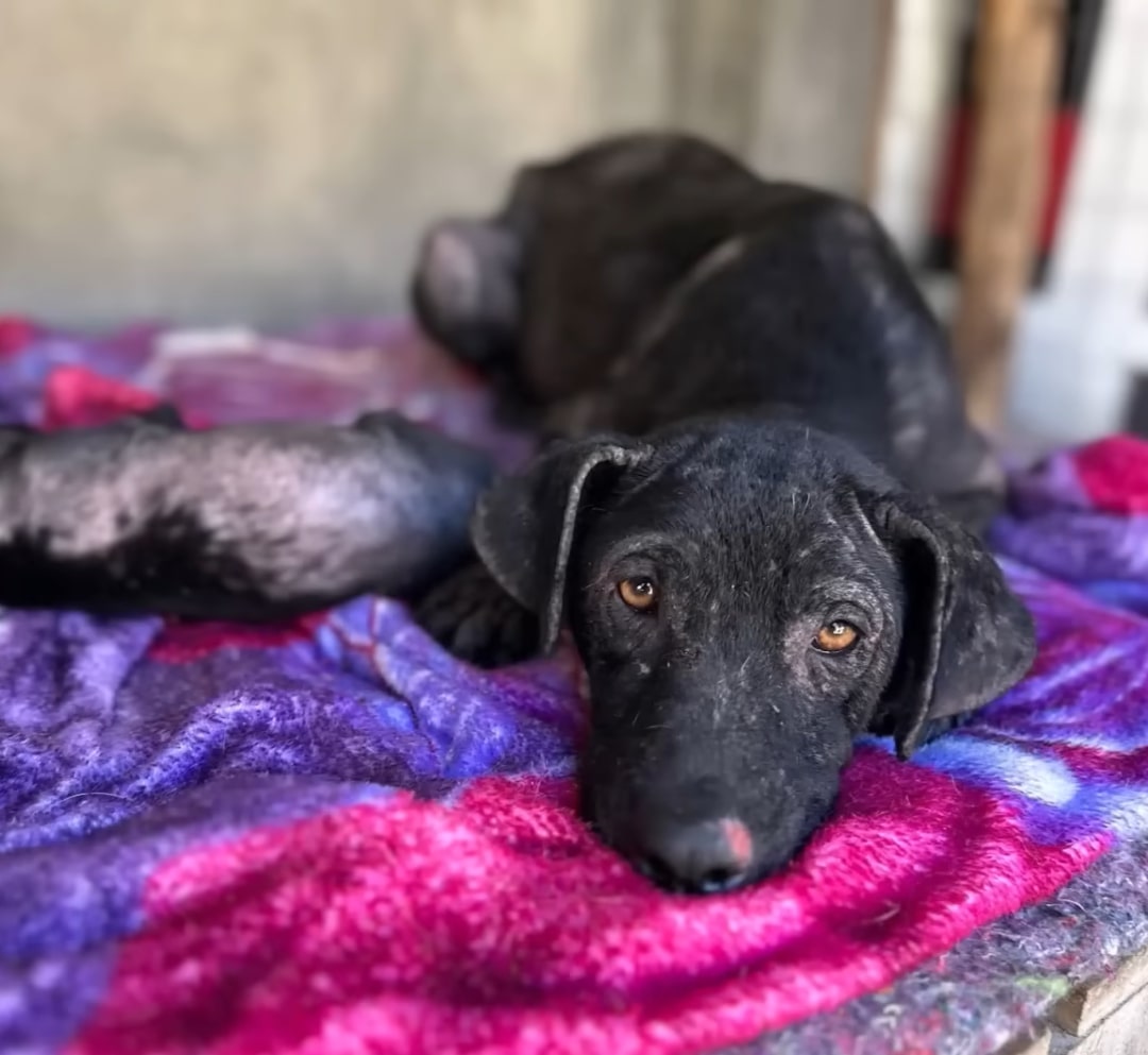 black sad puppy lying down