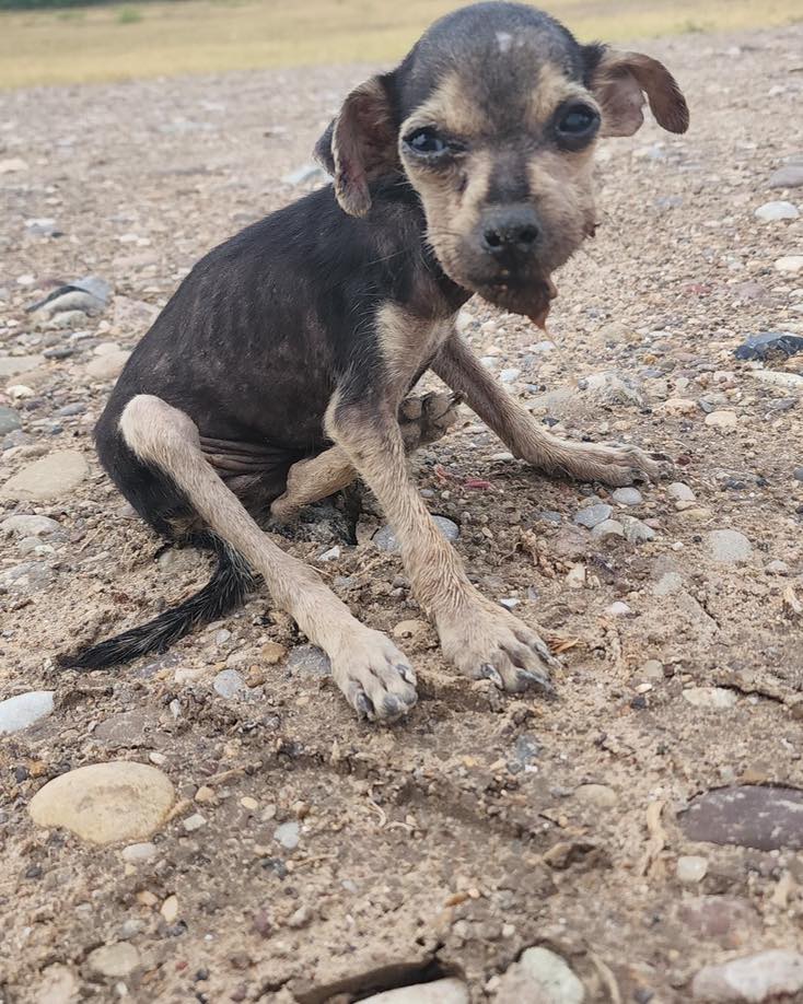 black skinny dog