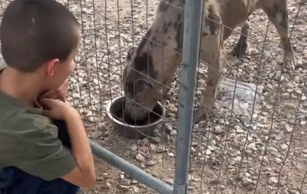 boy looking at dog eating