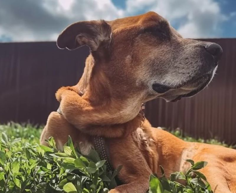 brown dog laying down on a grass