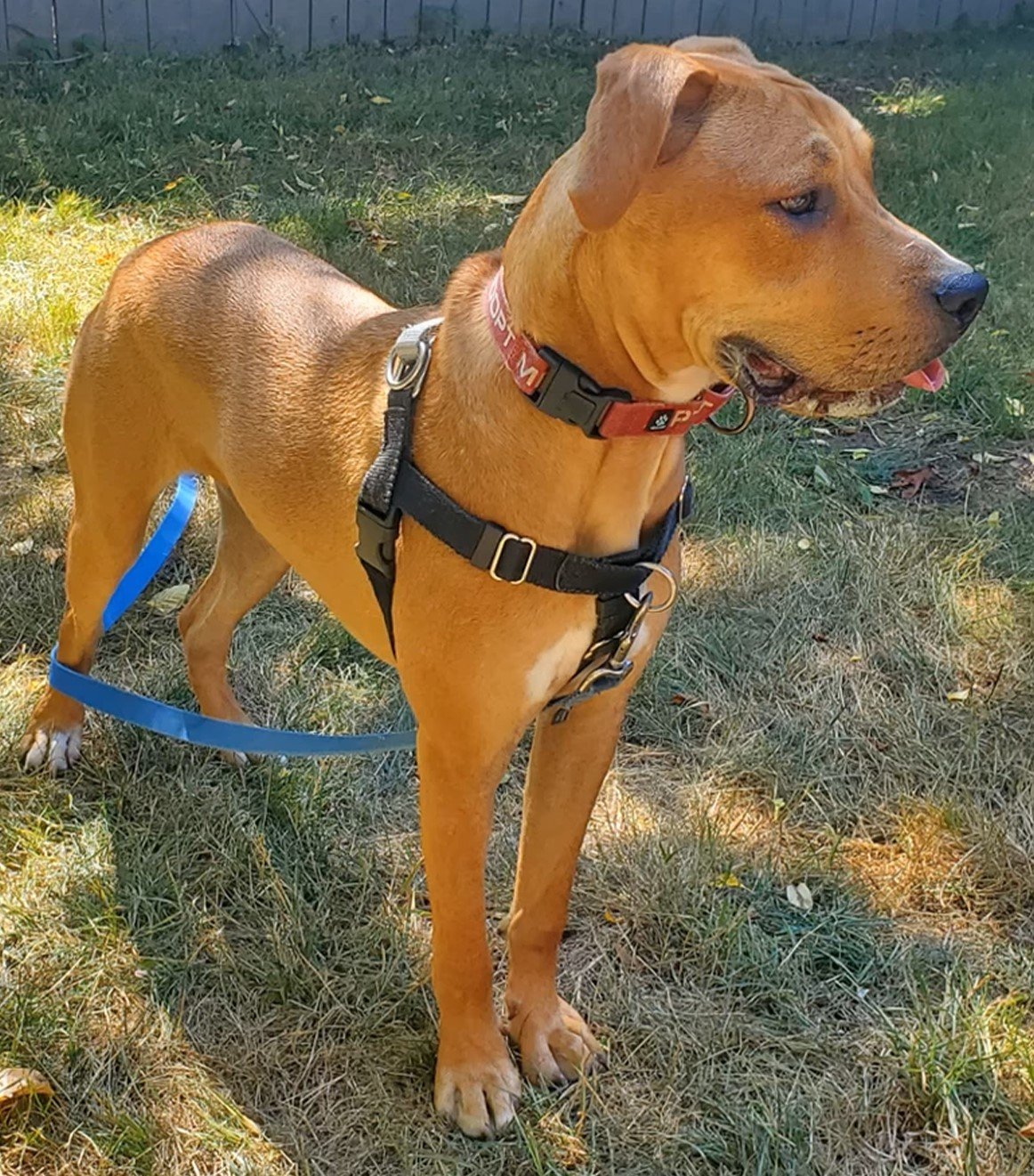 brown dog standing outdoor