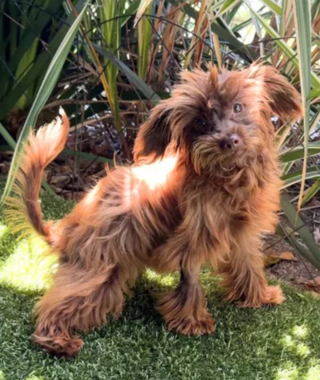 brown dog standing outside