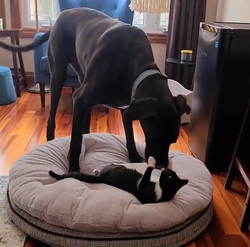 cat and great dane are playing on the pillow