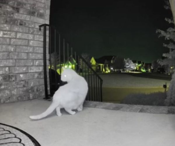 cat in front of house at night