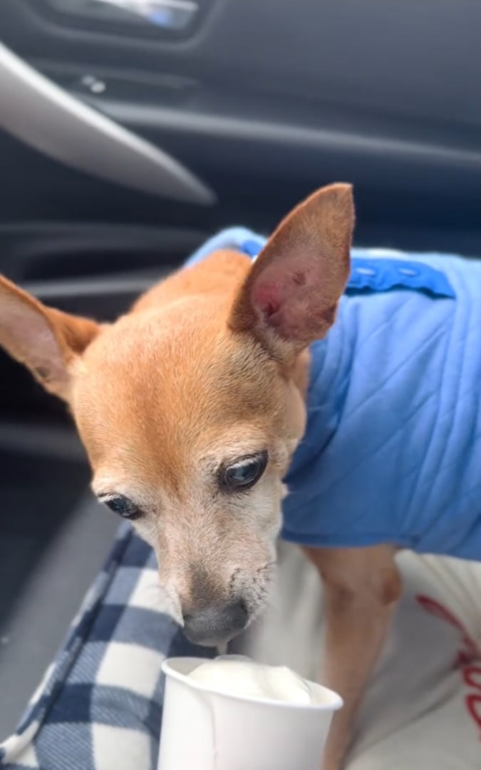 chihuahua eating cream