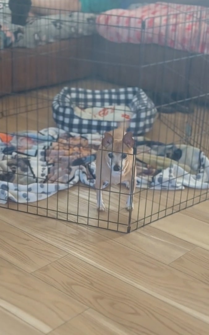 chihuahua in a crate