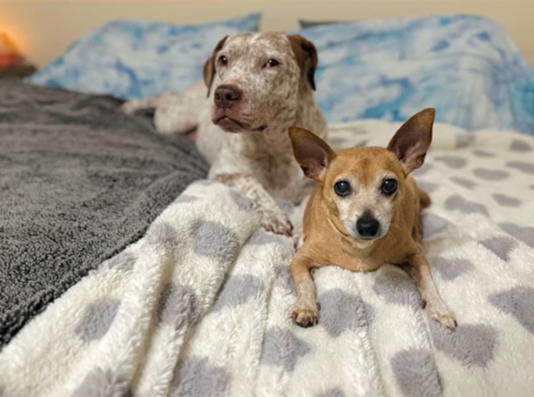 chihuahua lying with another dog