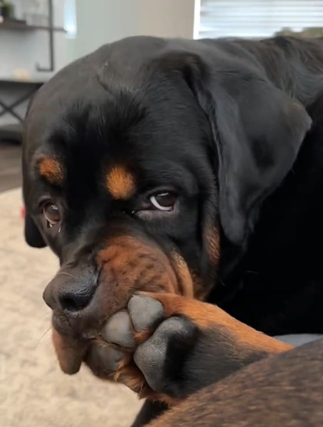 close-up photo of a dog