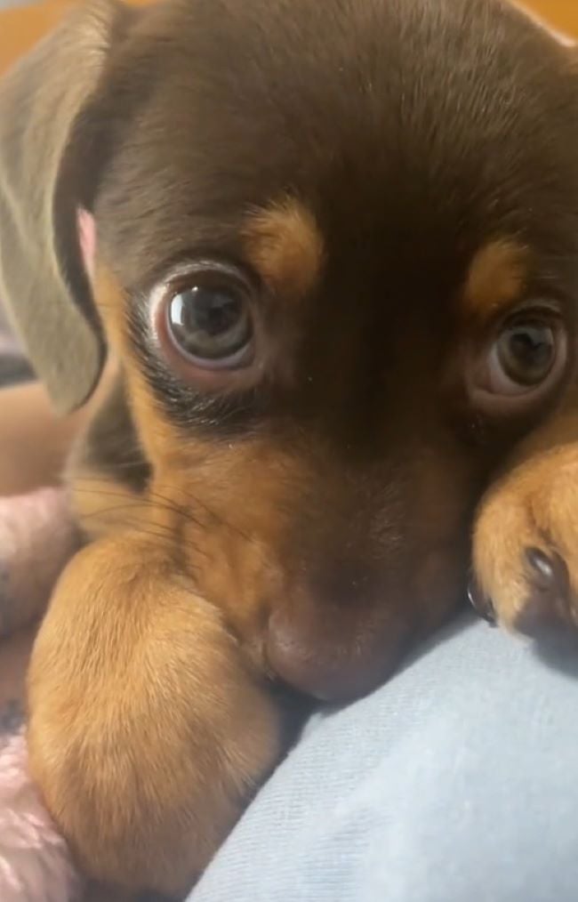 close-up photo of a puppy