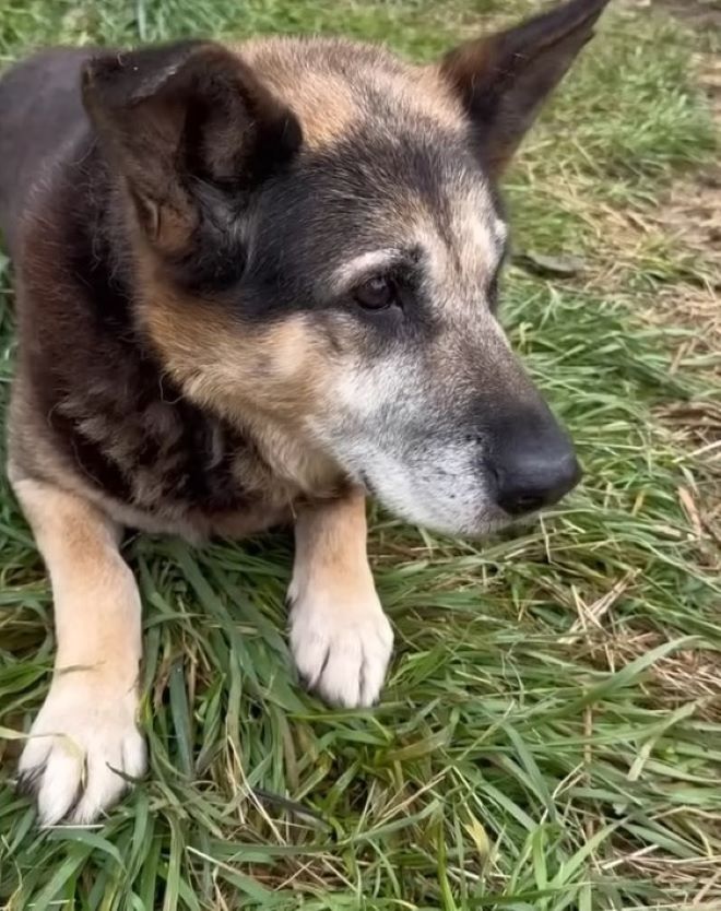 close-up photo of dog lying on grass