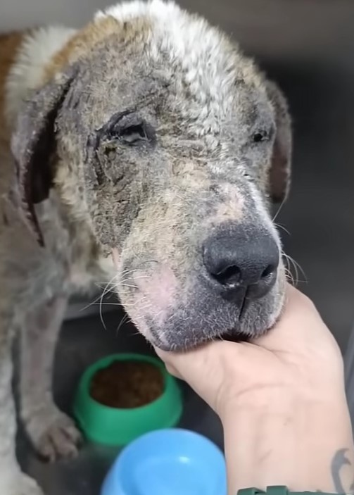 close-up photo of the abandoned dog