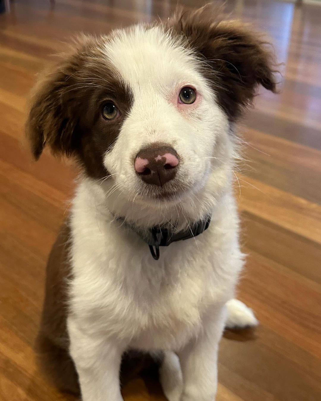 close view of adorable dog