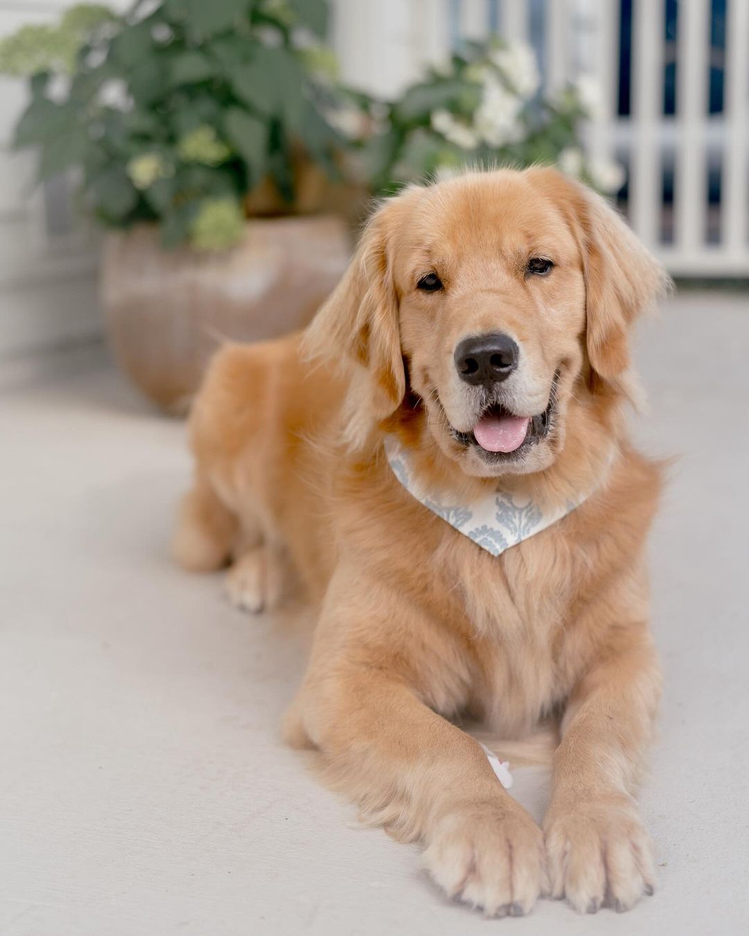 cute Golden Retriever