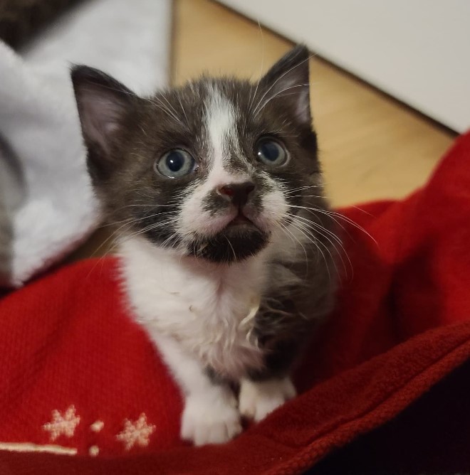 cute colorful kitten looking at the camera