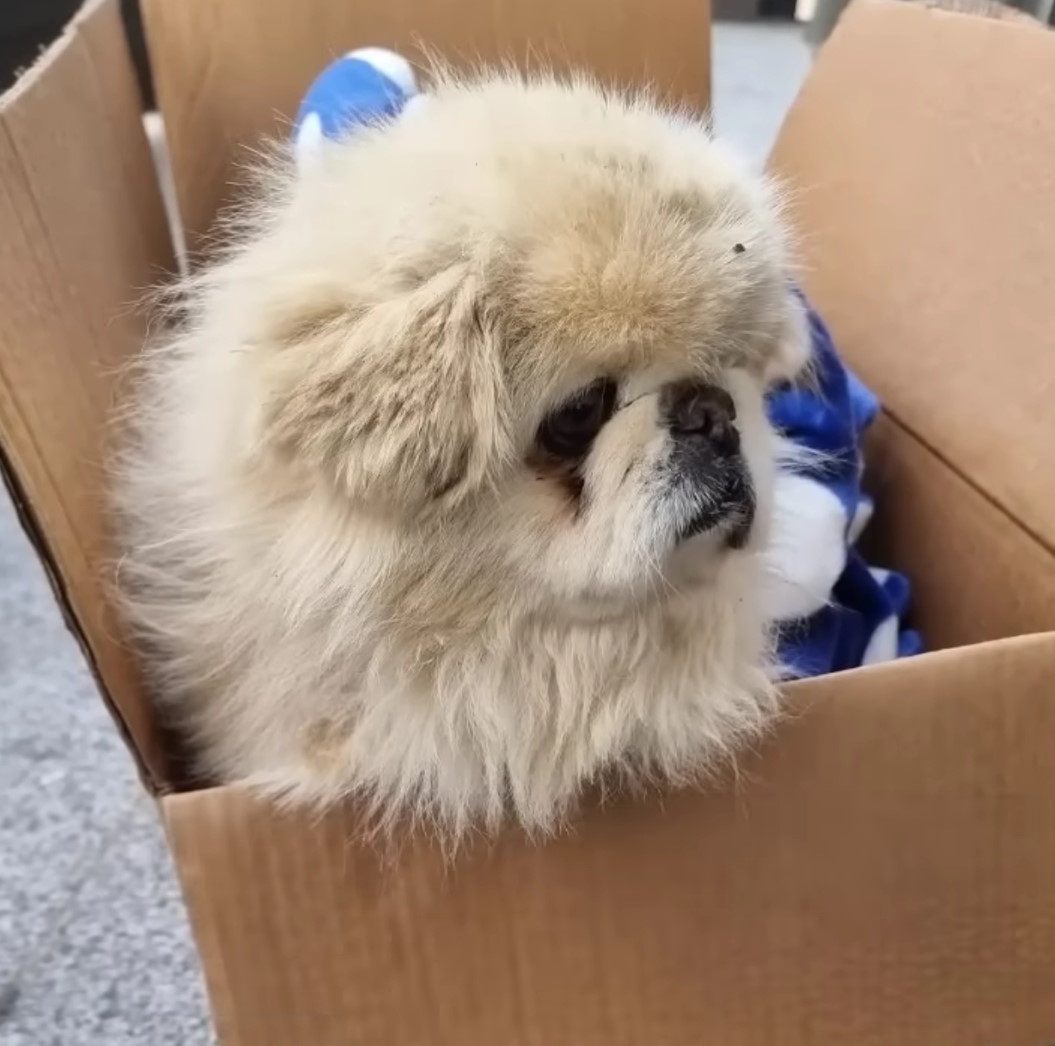 cute dog in a card box